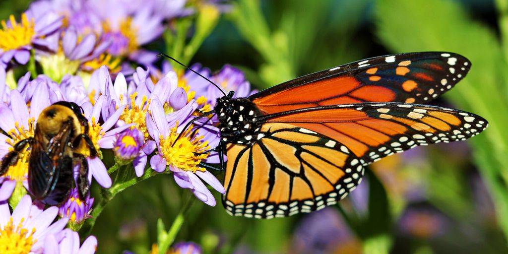 Gardening for Wildlife: Creating a Habitat for Birds, Bees, and Butterflies