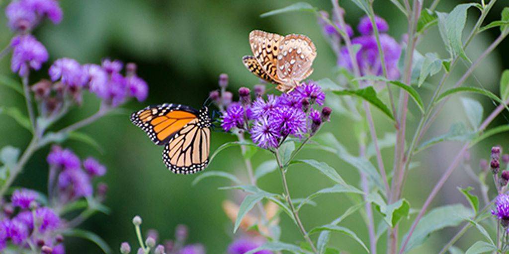 Creating a Butterfly-Friendly Garden: Plants and Practices to Attract Butterflies