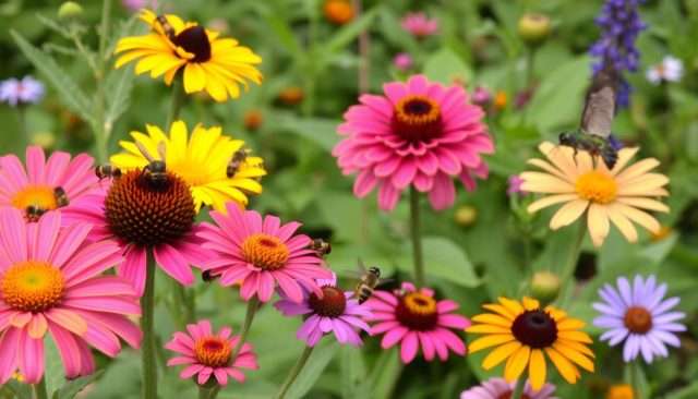 How to Attract Pollinators to Your Garden: A Helpful Guide